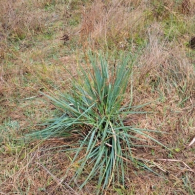 Dianella (genus) (Flax Lily) at Mount Painter - 5 Apr 2024 by SarahHnatiuk