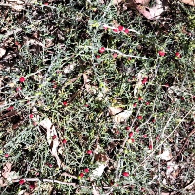 Enchylaena tomentosa (Ruby Saltbush) at Cook, ACT - 10 Mar 2024 by SarahHnatiuk