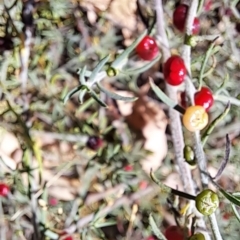 Enchylaena tomentosa at Mount Painter - 10 Mar 2024