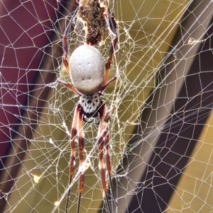 Unidentified Spider (Araneae) at suppressed by Otford
