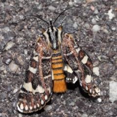 Apina callisto (Pasture Day Moth) at Reservoir Hill, Lawson - 10 Apr 2024 by TimL