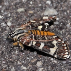 Apina callisto at Reservoir Hill, Lawson - 10 Apr 2024