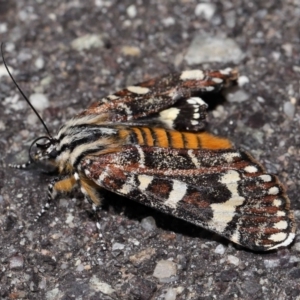 Apina callisto at Reservoir Hill, Lawson - 10 Apr 2024