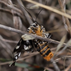 Apina callisto at Reservoir Hill, Lawson - 10 Apr 2024