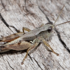 Phaulacridium vittatum at Reservoir Hill, Lawson - 10 Apr 2024 01:33 PM