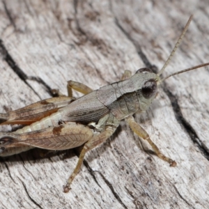 Phaulacridium vittatum (Wingless Grasshopper) at Reservoir Hill, Lawson by TimL