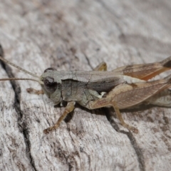 Phaulacridium vittatum at Reservoir Hill, Lawson - 10 Apr 2024 01:33 PM