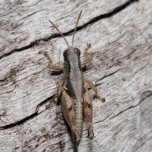 Phaulacridium vittatum at Reservoir Hill, Lawson - 10 Apr 2024 01:33 PM