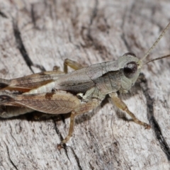 Phaulacridium vittatum at Reservoir Hill, Lawson - 10 Apr 2024 01:33 PM