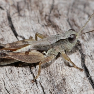 Phaulacridium vittatum at Reservoir Hill, Lawson - 10 Apr 2024