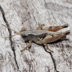 Phaulacridium vittatum at Reservoir Hill, Lawson - 10 Apr 2024 01:33 PM