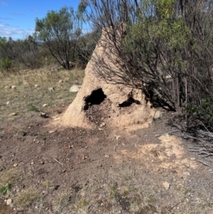 Coptotermes lacteus at Lower Cotter Catchment - 10 Apr 2024 12:38 PM