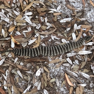 Acanthophis antarcticus (Common Death Adder) at Evans Head, NSW - 10 Apr 2024 by ellabryant