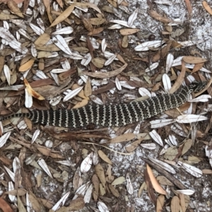 Acanthophis antarcticus (Common Death Adder) at Evans Head, NSW by ellabryant