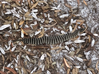 Acanthophis antarcticus (Common Death Adder) at Evans Head, NSW - 10 Apr 2024 by ellabryant