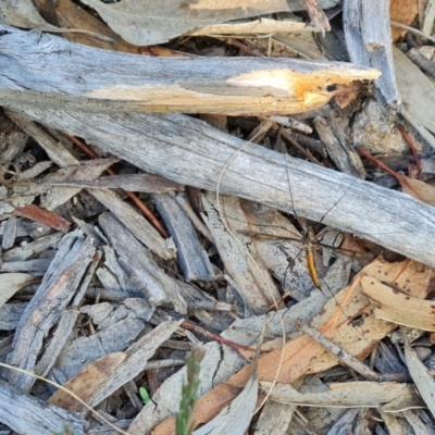 Unidentified Crane fly, midge, mosquito or gnat (several families) at Wanniassa Hill - 10 Apr 2024 by Mike