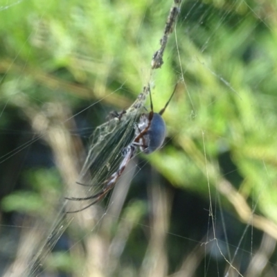 Trichonephila edulis (Golden orb weaver) at Isaacs, ACT - 10 Apr 2024 by Mike