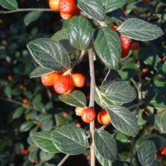 Cotoneaster franchetii (Franchet's Cotoneaster) at Wanniassa Hill - 10 Apr 2024 by Mike