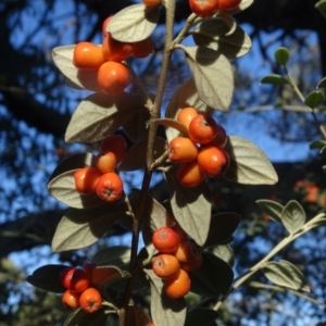 Cotoneaster franchetii at Wanniassa Hill - 10 Apr 2024