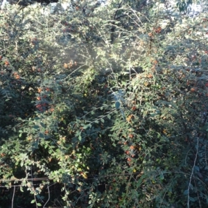 Cotoneaster franchetii at Wanniassa Hill - 10 Apr 2024