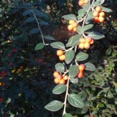 Cotoneaster franchetii at Wanniassa Hill - 10 Apr 2024