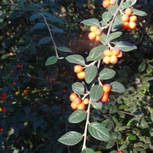 Cotoneaster franchetii at Wanniassa Hill - 10 Apr 2024