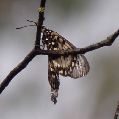 Acraea andromacha (Glasswing) at Braemar, NSW - 5 Apr 2024 by Curiosity