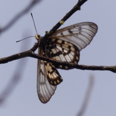 Acraea andromacha at Braemar - 6 Apr 2024