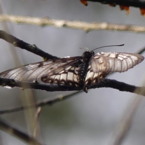 Acraea andromacha at Braemar - 6 Apr 2024