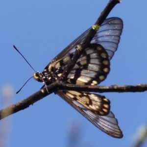 Acraea andromacha at Braemar - 6 Apr 2024