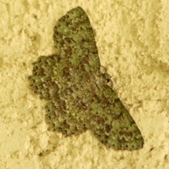 Hypodoxa muscosaria (Textured Emerald) at Braemar, NSW - 6 Apr 2024 by Curiosity