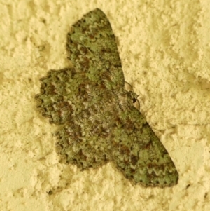 Hypodoxa muscosaria (Textured Emerald) at Braemar by Curiosity