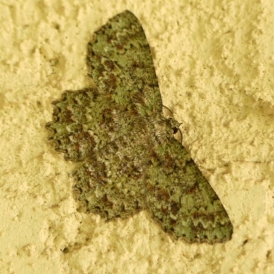 Hypodoxa muscosaria (Textured Emerald) at Braemar - 6 Apr 2024 by Curiosity