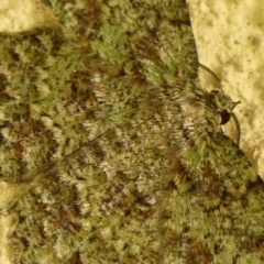Hypodoxa muscosaria at Braemar - 6 Apr 2024