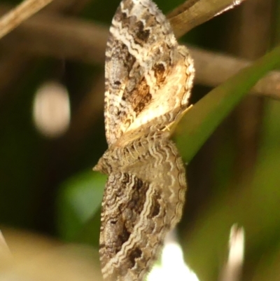 Chrysolarentia subrectaria (A Geometer moth) at Wingecarribee Local Government Area - 8 Apr 2024 by Curiosity