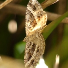 Chrysolarentia subrectaria (A Geometer moth) at Wingecarribee Local Government Area - 7 Apr 2024 by Curiosity