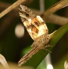 Chrysolarentia subrectaria at Braemar - 8 Apr 2024