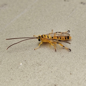 Xanthopimpla sp. (genus) at QPRC LGA - 11 Apr 2024