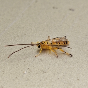 Xanthopimpla sp. (genus) at QPRC LGA - 11 Apr 2024