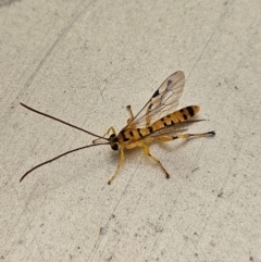 Xanthopimpla sp. (genus) at QPRC LGA - 11 Apr 2024