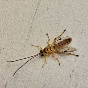 Xanthopimpla sp. (genus) at QPRC LGA - 11 Apr 2024