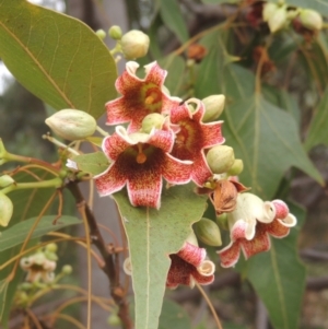 Brachychiton populneus at Pollinator-friendly garden Conder - 23 Nov 2023