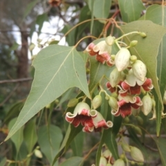 Brachychiton populneus at Pollinator-friendly garden Conder - 23 Nov 2023 10:50 AM