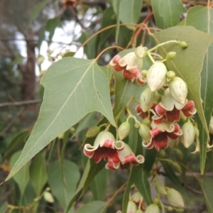 Brachychiton populneus at Pollinator-friendly garden Conder - 23 Nov 2023