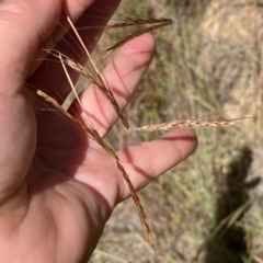 Hyparrhenia hirta (Coolatai Grass) at Calwell, ACT - 11 Apr 2024 by Shazw