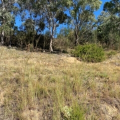 Hyparrhenia hirta at Tuggeranong Hill - 11 Apr 2024 11:32 AM