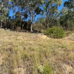 Hyparrhenia hirta at Tuggeranong Hill - 11 Apr 2024