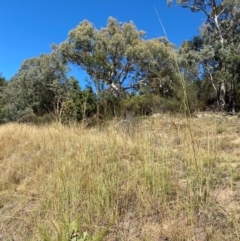 Hyparrhenia hirta at Tuggeranong Hill - 11 Apr 2024 11:32 AM