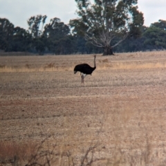 Struthio camelus (Ostrich) at Thule, NSW - 8 Apr 2024 by Darcy