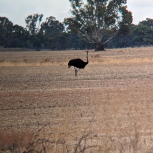 Struthio camelus at Thule, NSW - 8 Apr 2024